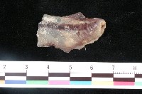 藏品(惡魔丁蠣)的圖片